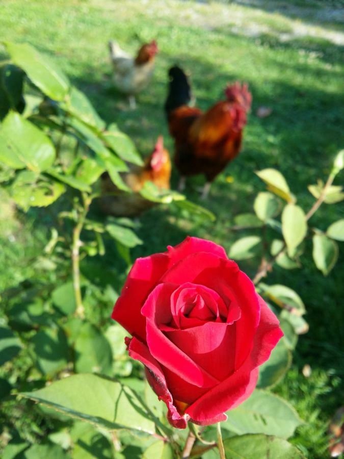 R&B Albero Cavo Parma Bed and Breakfast Εξωτερικό φωτογραφία