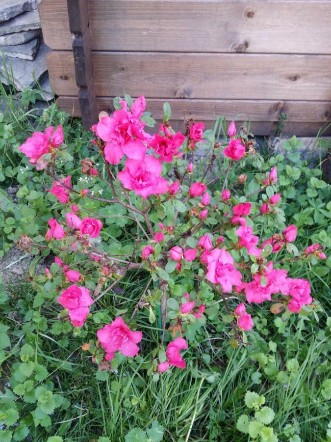 R&B Albero Cavo Parma Bed and Breakfast Εξωτερικό φωτογραφία